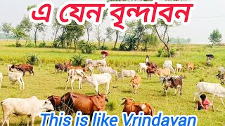 এ যেন বৃন্দাবন This is like Vrindavan vlog [upl. by Belmonte]