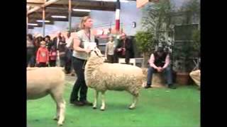 Interbreed Judging 2012 Royal Adelaide Show  Stock Journal Report [upl. by Elman]