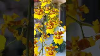 Orquídea Oncidium Sphacelatum 🥰 [upl. by Eilujna513]