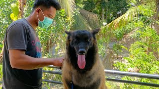 Aries The Belgian Tervurengrooming [upl. by Killen285]