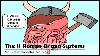 OLD VIDEO Human Body Systems The 11 Champions [upl. by Nnyllaf]