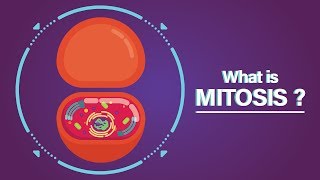 What is Mitosis [upl. by Yekcin]