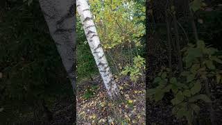 Metsässä että että sellasta forest metsä jännä [upl. by Hein]