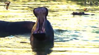 Hippo At Dusk [upl. by Hinman712]