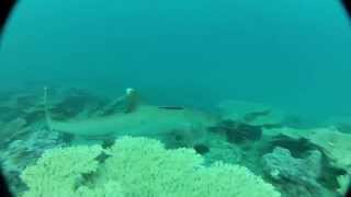 Whitetip Reef Shark Triaenodon obesus [upl. by Adriene]