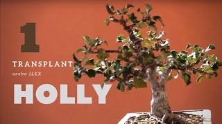 ğŸŒ³ Holly ilex acebo Bonsai 1 [upl. by Faun]