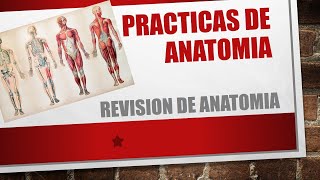 Revision de Anatomia Artistica  PRACTICAS DE ANATOMIA [upl. by Nelan]