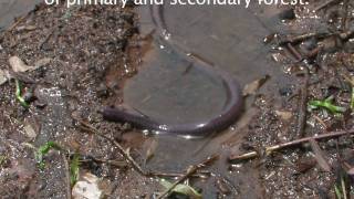 Caecilian  The Virtual Rainforest [upl. by Marysa30]