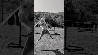 Bull Terrier Agility Training [upl. by Jehius]