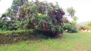 Indias First Rambutan Farm [upl. by Hiasi]