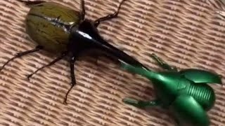 Hercules Beetle🐞 1 VS 5 कौन जीतेगा who is gonna win😱😎shorts amazing facts insects beetles [upl. by Atorod649]