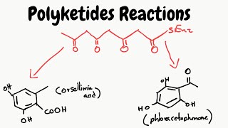 Reactions of Polyketides  Biosynthesis pathways [upl. by Glavin814]