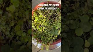 Peperomia Prostrata [upl. by Ynaiffit638]