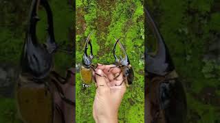 The Strongest Beetle Hercules Beetleyoutubeyoutubeshorts ytshorts [upl. by Htebasile412]