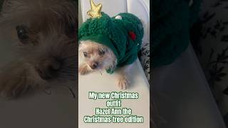 Christmas outfitHazel Ann😊🎄🌲 dogsofyoutube furkids dogsofyoutube christmas [upl. by Landsman]