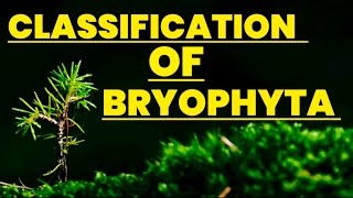 Classification of bryophyta Biology  Educational info [upl. by Matrona993]