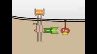 The MAP Kinase MAPK signalling pathway [upl. by Gardel]