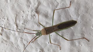 Rice Seed bugs A pest  Leptocorisa species [upl. by Kincaid]