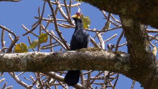 Rosss Turaco and its Call [upl. by Flanagan]