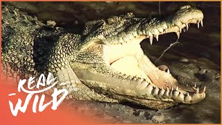 Crocodile Island The Land Of Killer Crocs And More Wildlife Documentary  Real Wild [upl. by Breskin916]