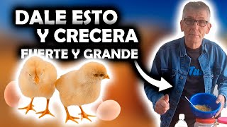 Como hacer mejor comida ALIMENTO para pollitos recien nacidos pollos crecen mas rapido [upl. by Wordoow]