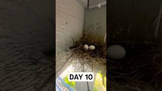 Day 10 Finally Got a Glimpse of Eggs😀Pigeon’s Journey to Parenthood [upl. by Dag]