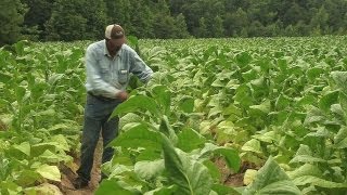 EEUU los garbanzos le ganan la partida al tabaco [upl. by Valenka]