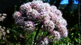 Oenanthe crocata  hemlock water dropwort  deadliest plant in UK [upl. by Aicala]