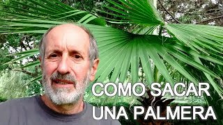 COMO SACAR UNA PALMERA PARA SU TRANSPLANTE [upl. by Ilrak556]