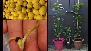 Faire pousser un citronnier à partir de graines de citron  Growing lemon tree from seeds [upl. by Sherman]