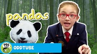 ODDTUBE  Pandas  PBS KIDS [upl. by Hserus]