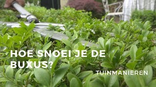 Buxus snoeien Hoe doe je dat  Tuinmanieren [upl. by Analim]