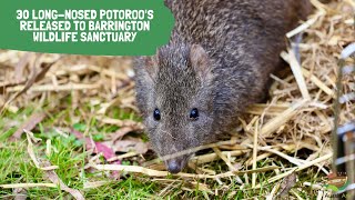 30 Longnosed Potoroo’s released to the Barrington Wildlife Sanctuary [upl. by Tarrah]