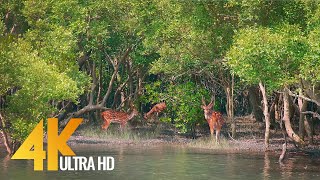 Sundarbans  The World’s Largest Natural Mangrove Forest India  4K 60fps Nature Relax Video [upl. by Yenor]