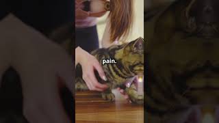 Why You Should NEVER Declaw Your Cat [upl. by Aikmat]