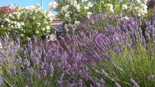 Ambiance sud provence papillon cigales abeille butiner lavandin lavande ASMR [upl. by Akemed]