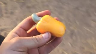 How do Cashews Grow  Smarter Every Day 44 [upl. by Aihseyt]