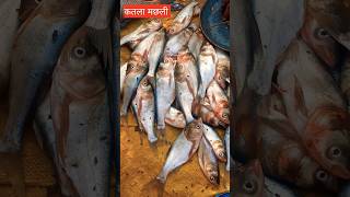 Katla fish cutting कतला मछली arunblog shortvideo fishing fish fishcutting shortsfeed [upl. by Russian662]