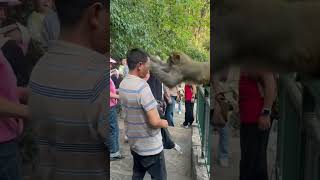 funnyanimals videos monkey attack lmao [upl. by Lidah]