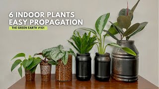 101 Common Indoor Plants That Can Be Propagated in Water Easily  Houseplant Propagation [upl. by Keegan144]