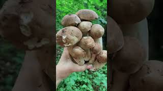 🍄‍🟫🍁🍄‍🟫🍁🔥mushroom boletus fungi grzyby porcini pilze грибы білігриби [upl. by Rezzani387]