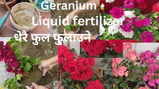 Geranium Flower Plant Care and Geranium Cutting amp Propagation Tips in Nepali [upl. by Earesed581]