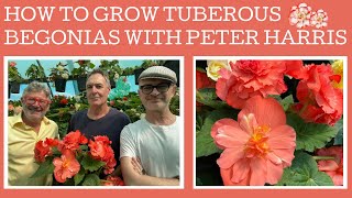 How to grow amp propagate Tuberous Begonias with expert Peter Harris [upl. by Mariann]