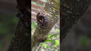 Peach tree Disease Gummosis or Borer [upl. by Sanchez]