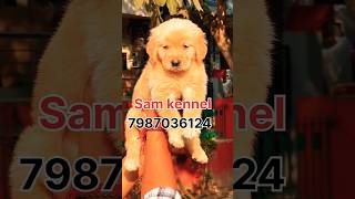 Golden retriever dog puppies for sale in dahod godhra vadodara goldenretriever dog pet doglover [upl. by Enehpets445]