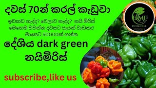 නයි මිරිස් වගාව Schoch Bonet නෙවෙයි දේශිය නයිමිරිස් naimiris wagawa agriculture nature [upl. by Olag]