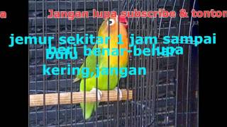 cara melatihampmerawat supaya lovebird ngekek panjang [upl. by Yelkcub]