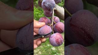 Beautiful Fresh Fruit Cutting 🍇🍓🍊🍉 shortvideo nature fruit fruitcutting [upl. by Yendic]