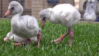 Fluffy baby flamingo chicks on the move [upl. by Judye]