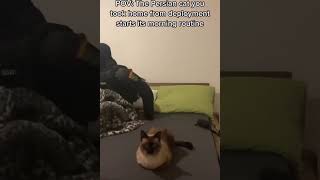 POV The persian cat you took home from deployment starts its morning routine [upl. by Eintihw]